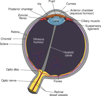 Biology GCSE Tuition in London